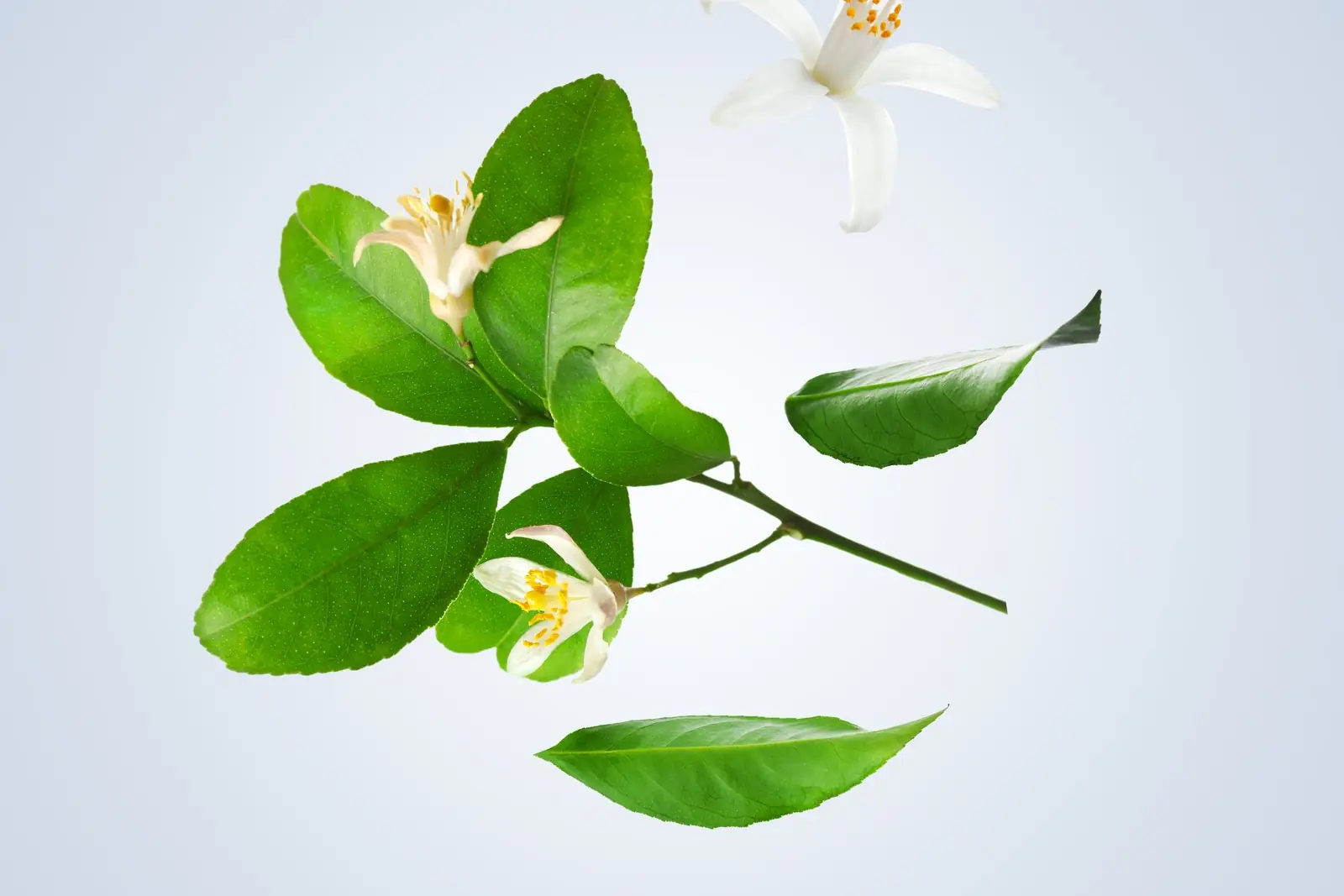 Nerolis – egyedi hangulatfotó a parfümválogatáshoz.