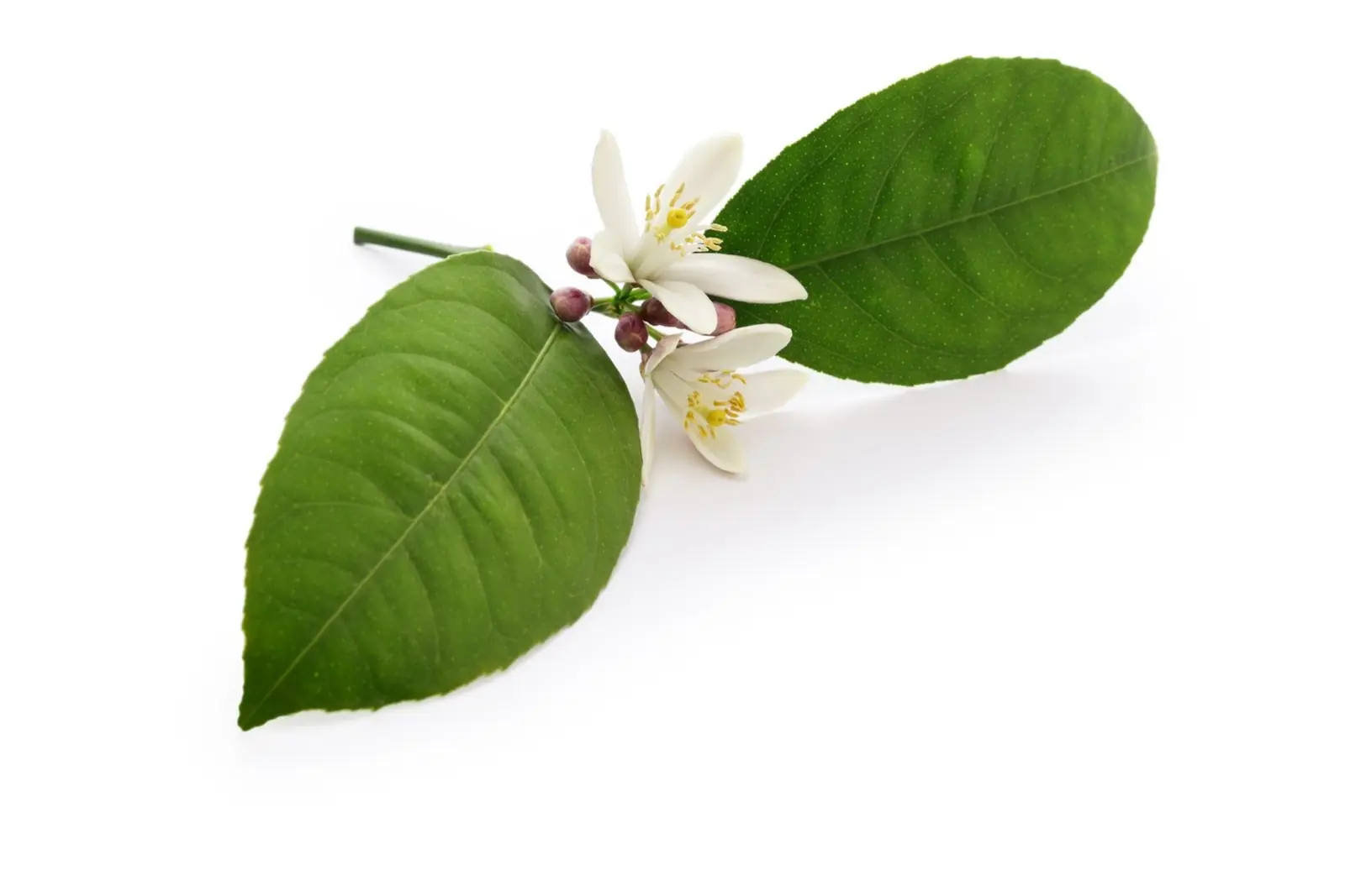 Neroli – egyedi hangulatfotó a parfümválogatáshoz.