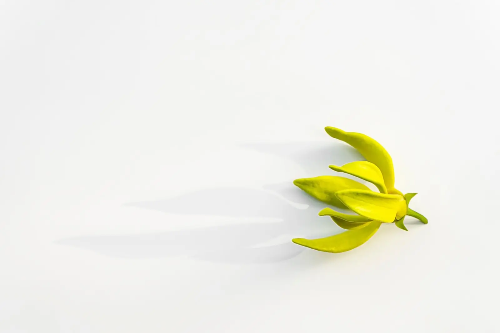 Ylang-ylang – egyedi hangulatfotó a parfümválogatáshoz.